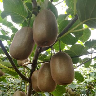 果树种子 猕猴桃种子 红心猕猴桃种子 庭院阳台 盆栽 可种植