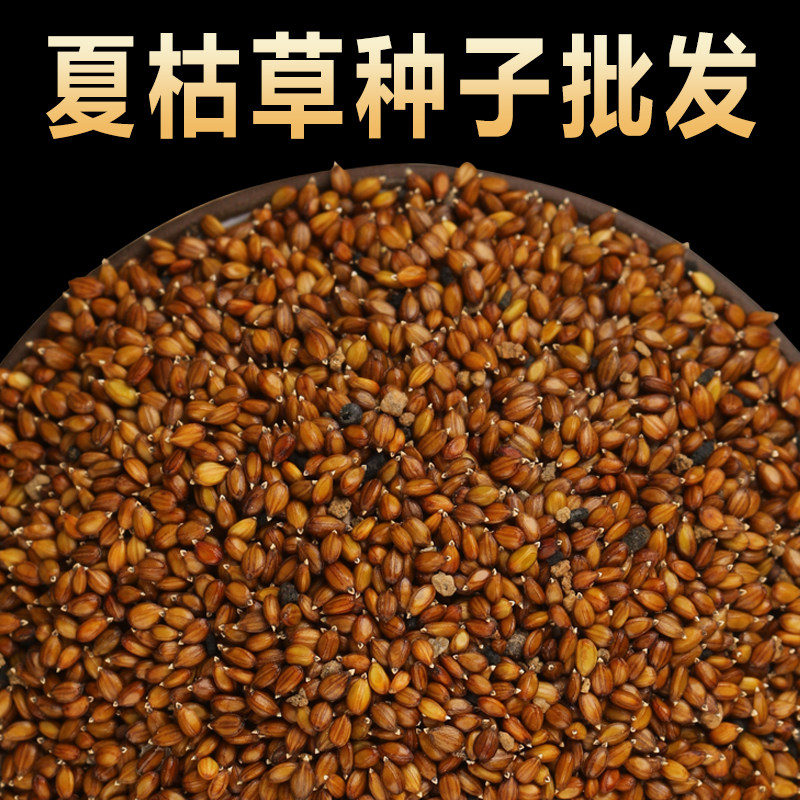 散装夏枯草种子中药材白毛夏枯草种籽子四季种植另有黄芩苗孑