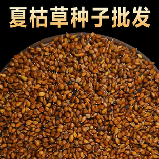 散装夏枯草种子中药材白毛夏枯草种籽子四季种植另有黄芩苗孑