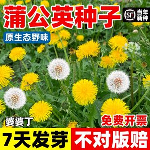 蒲公英种子新采野生婆婆丁种籽野菜多年生盆栽散装药食用四季可种