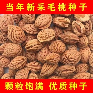 毛桃种子毛桃树种子毛桃核山杏子树桃树种子山桃种子可做嫁接果树