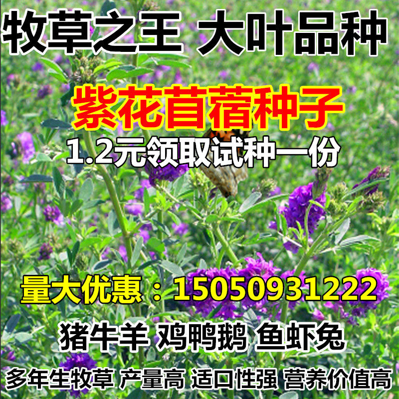 兔草苜蓿草 价格 怎么样 图片