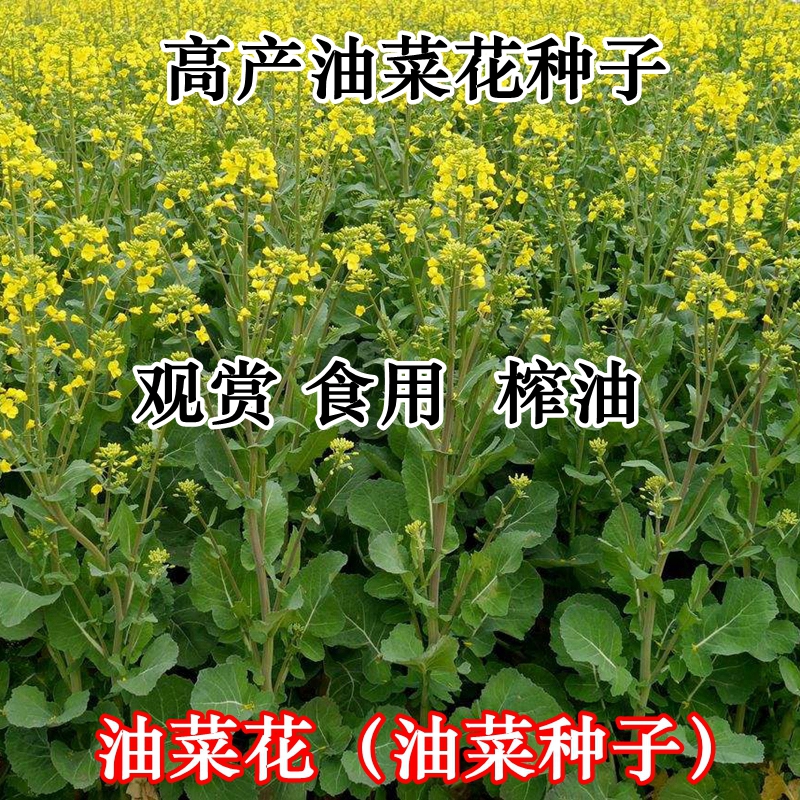 观赏油菜花种子彩色榨油