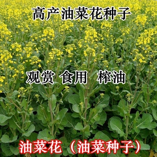 观赏油菜花种子油菜花籽种高产矮杆榨油南方种四季油菜种籽孑