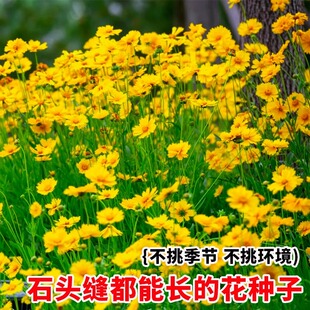 大花金鸡菊种子多年生金钱菊花籽盆栽四季易活景观绿化花卉种籽孑