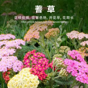 蓍草种子花种子耐寒花种籽子多年生西洋蓍草花籽庭院室外花卉种孑