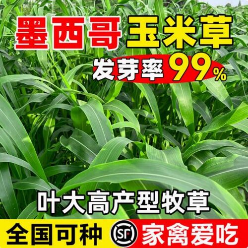墨西哥玉米草种籽高产牧草