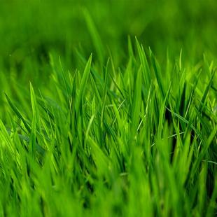 水草种子/水花生/水葫芦/轮叶黑藻/伊乐藻/苦草/菹草/狐尾藻/金鱼