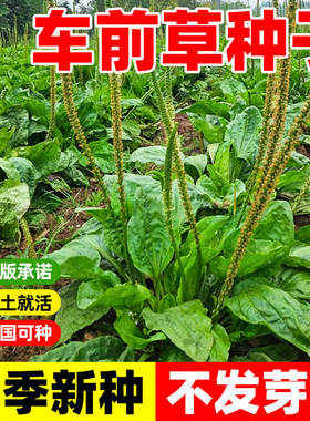 车前草种子食用四季播种野生车前子种籽中药药材室外庭院阳台盆栽