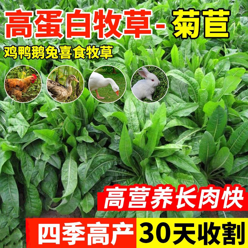 将军大叶菊苣草种籽多年生牧草种子四季养殖猪鸭鹅鸡兔牛羊猪草孑