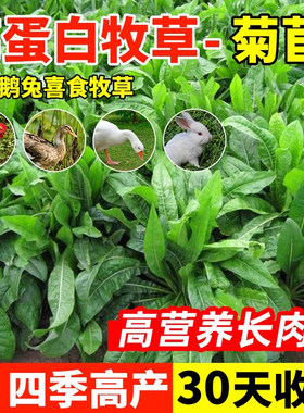 将军大叶菊苣草种籽多年生牧草