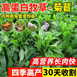 将军大叶菊苣草种籽多年生牧草种子四季养殖猪鸭鹅鸡兔牛羊猪草孑