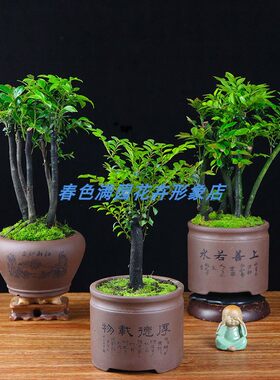 小叶紫檀盆景树镇宅办公室种子