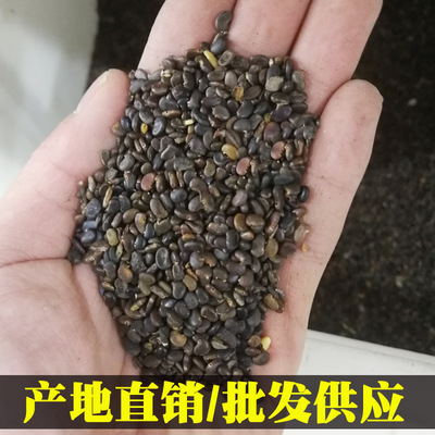 刺槐种子 白花刺槐树香花槐 紫穗槐洋槐蜜蜂采蜜槐花 黄花槐树籽