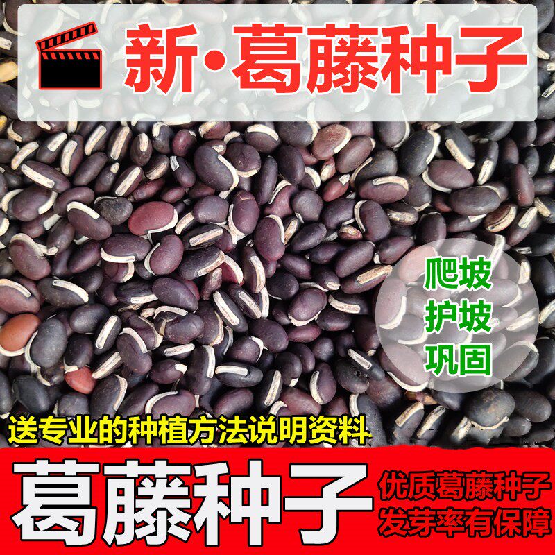 葛藤种子护坡种籽爬藤的种子花藤攀爬山边坡绿化植物