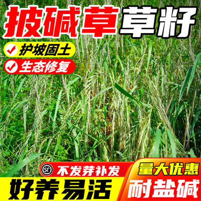披碱草牧草种子四季播耐寒耐旱