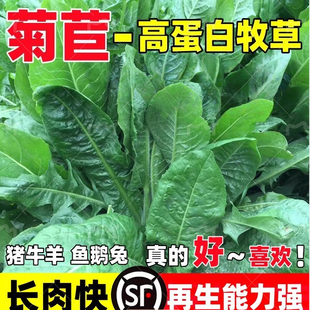 菊苣草种籽大叶将军种子四季 养殖牧草籽喂牛鹅鸡鸭鱼兔多年生种孑