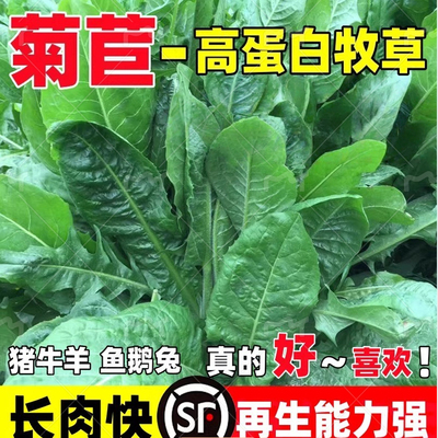 菊苣草种籽大叶将军种子四季养殖牧草籽喂牛鹅鸡鸭鱼兔多年生种孑