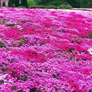 欧石竹初吻花种花籽五彩石竹花开花草坪花籽美国常夏石竹种子