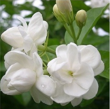 白茉莉花种子阳台室内驱蚊盆栽四季种双色虎头紫茉莉植物花籽