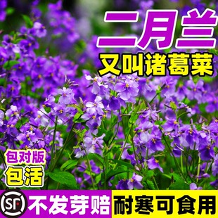 二月兰花种子诸葛菜种孑播种开花网红草庭院花卉耐寒花种籽子