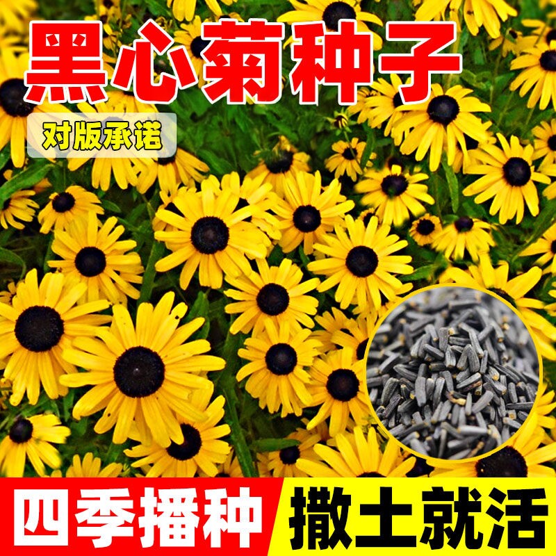 黑心菊种子金光菊花籽多年生四图片
