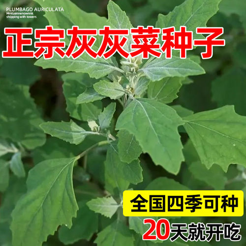 灰灰菜种子野生灰菜灰条莱特种新鲜野菜籽中草药盆栽庭院易活