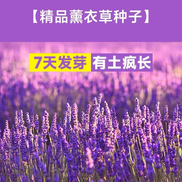 普罗旺斯庭院多年生薰衣草种子图片