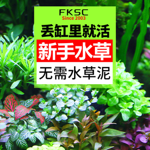 鱼缸水草植物真草造景种子蜈蚣阴性增氧趴地矮珍珠活懒人水榕沉木