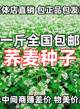 巨丰甜荞麦种子易播食用