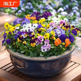 三色堇花种子耐寒秋播花卉角堇花种籽子庭院阳台盆栽花籽