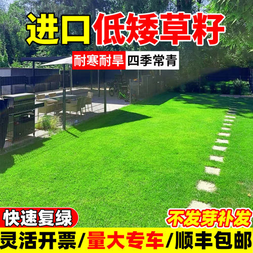 草坪草籽耐寒护坡固土狗牙根矮生地毯草庭院绿化高羊茅黑麦草种子
