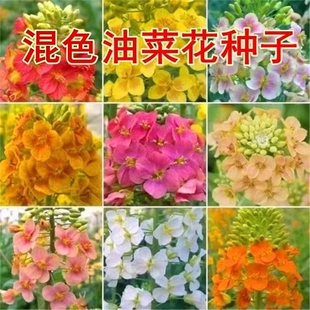 新品 混色油菜花种子观赏花海花坛庭院种植春夏秋播种景观油菜籽孑