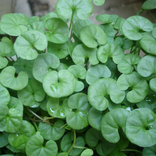 马蹄金种子草籽草坪种子小金钱草铜钱草种子四季常青耐高温绿化