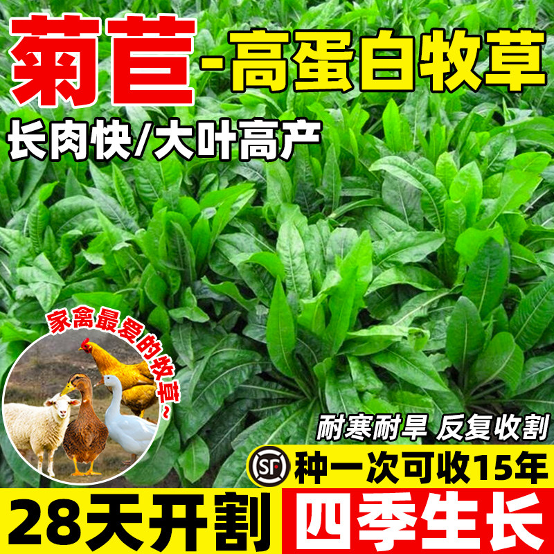 大叶菊苣草种籽鸡鸭鹅吃的草喂羊牛兔猪菜种子多年生四季牧草种孑