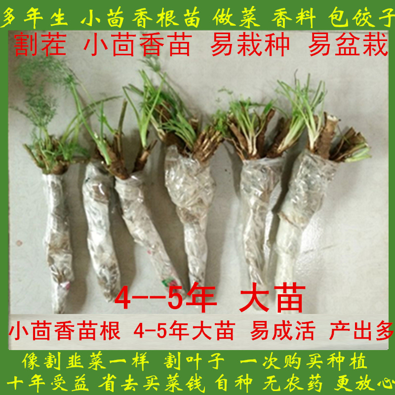 Fennel seedlings fennel fresh Aniseed Wire vegetables 4-5 In seedlings Old fennelin the Aquatic meat/Fresh fruits and vegetables/Cooked , Fresh vegetables/Vegetable products , Fresh vegetables , Other  category - from Buy2taobao.com to provide professional Taobao agent buy service