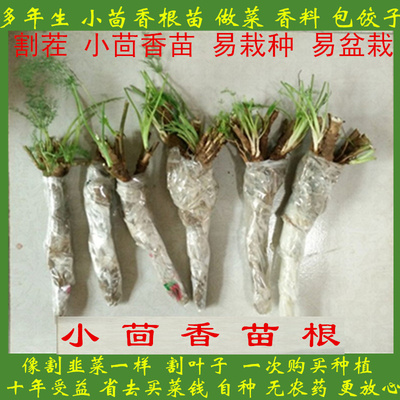 小茴茴香盆栽香根树苗新鲜丝菜