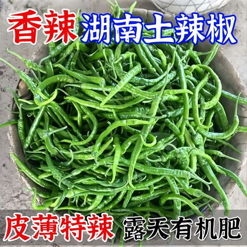 正宗湖南高山新鲜特辣青辣椒