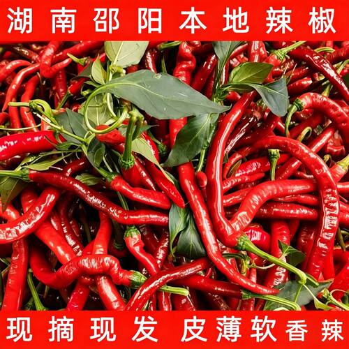 正宗邵阳新鲜现摘薄皮红辣椒