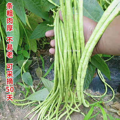 豆角不搭架耐热四季高产蔬菜种子