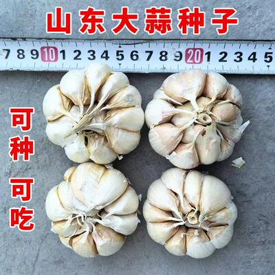优质大蒜种子个大辣味浓高产抗病