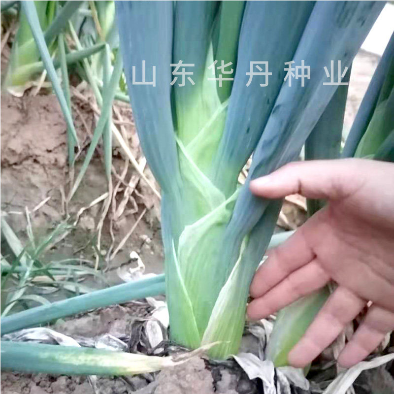 山东大葱种子章丘铁杆大葱种籽日本钢杆葱春秋季抗病耐寒大田高产