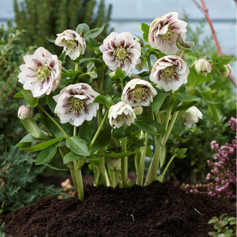 园也  冰雪系列铁筷子 圣诞玫瑰 耐寒耐阴植物  盆栽阳台 地栽花,鲜花速递/花卉仿真/绿植园艺,宿根/地被植物,淘宝优惠券,粉丝福利购,淘宝优惠卷