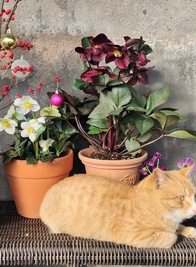 进口耐寒宿根冰雪玫瑰，  冬日芭蕾铁筷子花苗圣诞玫瑰 宿根花卉