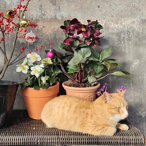 耐寒铁筷子博众四季常绿