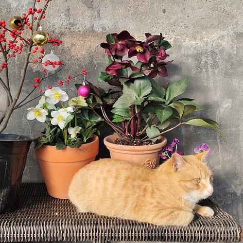 耐寒铁筷子博众四季常绿