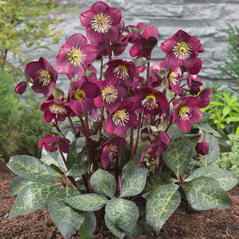 耐寒宿根花叶铁筷子冰霜之吻