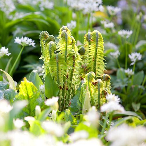 农业喜阴宿根盆栽观叶植物
