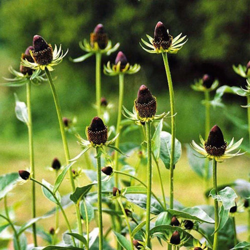 园也金光菊撒哈拉 绿巫师三小花裂叶金光菊 耐寒耐热多年生植物