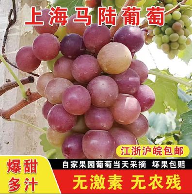上海马陆葡萄 10斤装马陆巨峰葡萄巨丰新鲜果园现采水果上海特产